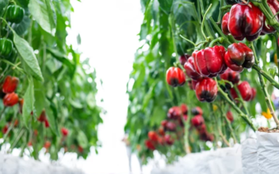 Advantages of Hydroponic Crop Cultivation