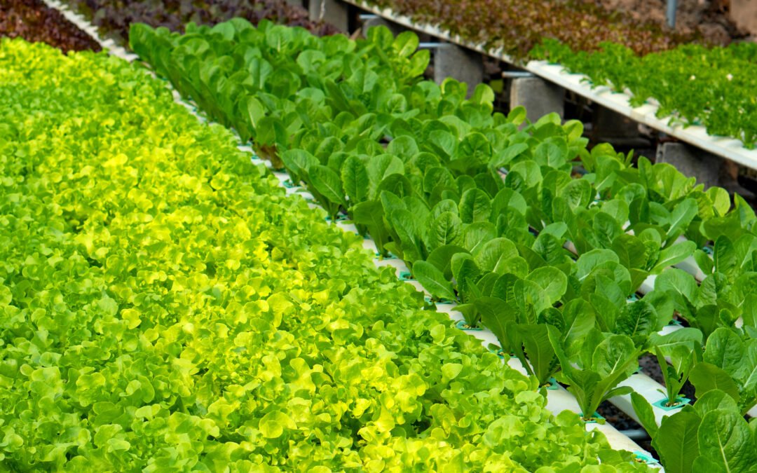 How To Keep Your Farm Hygienic and Clean?