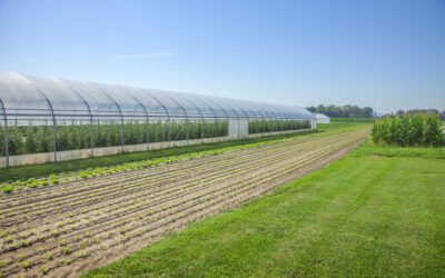 Cool Polyhouse Hacks: Nature’s Way to Beat the Heat on a Budget.