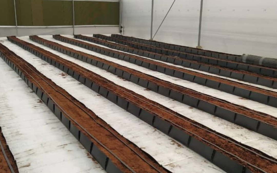 Cost cutting in Hydroponics and Discover the Power of Cocopeat! In Hydroponics.